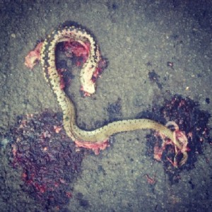 snake roadkill